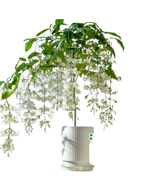 垂丝茉莉盆栽带花苞四季赏花
