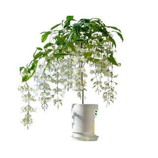 垂丝茉莉盆栽带花苞老桩阳台室内垂吊风车易活四季绿植物花卉开花