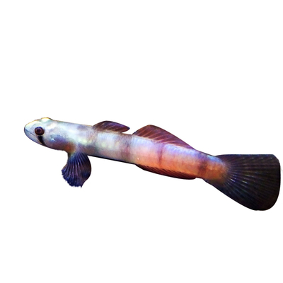 环带黄瓜虾虎淡水宿务枝桠紫身