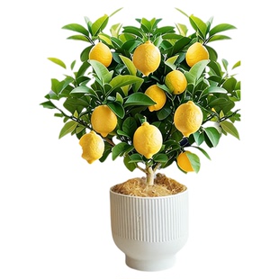 香水柠檬树盆栽老桩带果水果树苗客厅绿植物可食用室内外阳台结果
