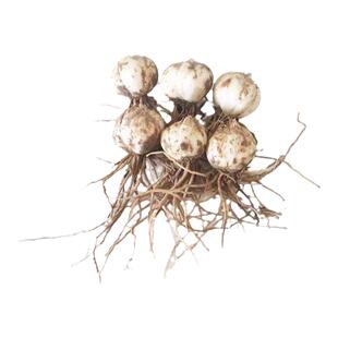 鲜百合兰州百合种子百合食用甜百合纯天然兰州鲜百合非特级