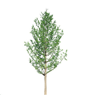 白杨树苗 107速生3804速生无絮杨树苗扦插枝四季绿化园林工程苗木