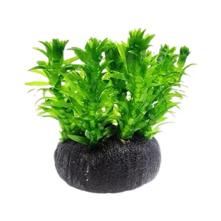 活体水草新手水草万年藓易活的鱼缸前景蜈蚣草绿菊花懒人造景坨草