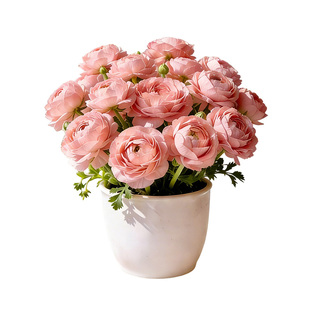 洋牡丹盆栽带花苞蝴蝶花苗毛茛种球花卉四季鲜花开花阳台室内绿植