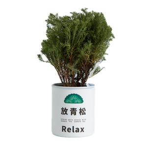 青松下-放青松雾松罗汉松植物盆栽懒人好养办公桌面绿植创意礼物
