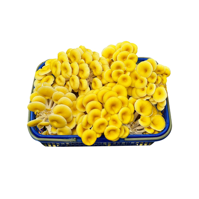 【新鲜采摘】鸡油菌顺丰包邮