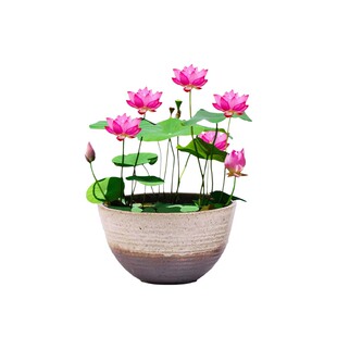 睡莲根块水培植物四季水养荷花水莲花盆栽花卉水池塘大睡莲带花苞