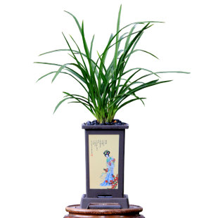 正品蕙兰红粉佳人细叶貂蝉粉蝶大花台北小姐带花浓香好养室内花卉