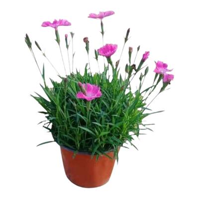 欧石竹庭院四季开花草本