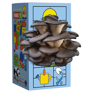 DIY蘑菇种植菌包蘑菇盒家庭室内种植蘑菇科学小实验儿童益智玩具