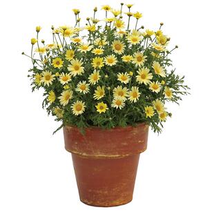 虹越玛格丽特盆栽庭院花园阳台草花木春菊蓬篙菊木茼蒿春秋