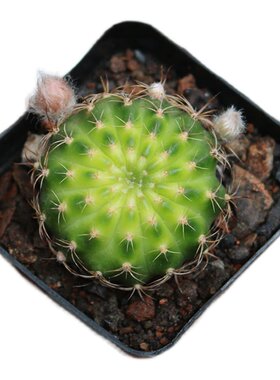黄金荷花仙人球开花美观好养