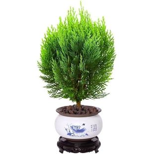 侧柏塔柏松柏树苗四季常青侧柏龙柏扁柏宝塔松苗蜀柏庭院行道