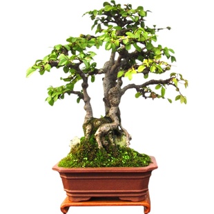 榆树矮霸老桩盆景小品黄杨树苗六月雪黄荆野山楂一物一拍容易养护