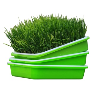 带皮小麦粒发芽做麦芽糖猫草食用磨面药引小麦草榨汁酿酒原味麦子