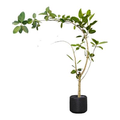 造型孟加拉榕树中古风大型盆栽室内绿植客厅办公室中式植物高山榕