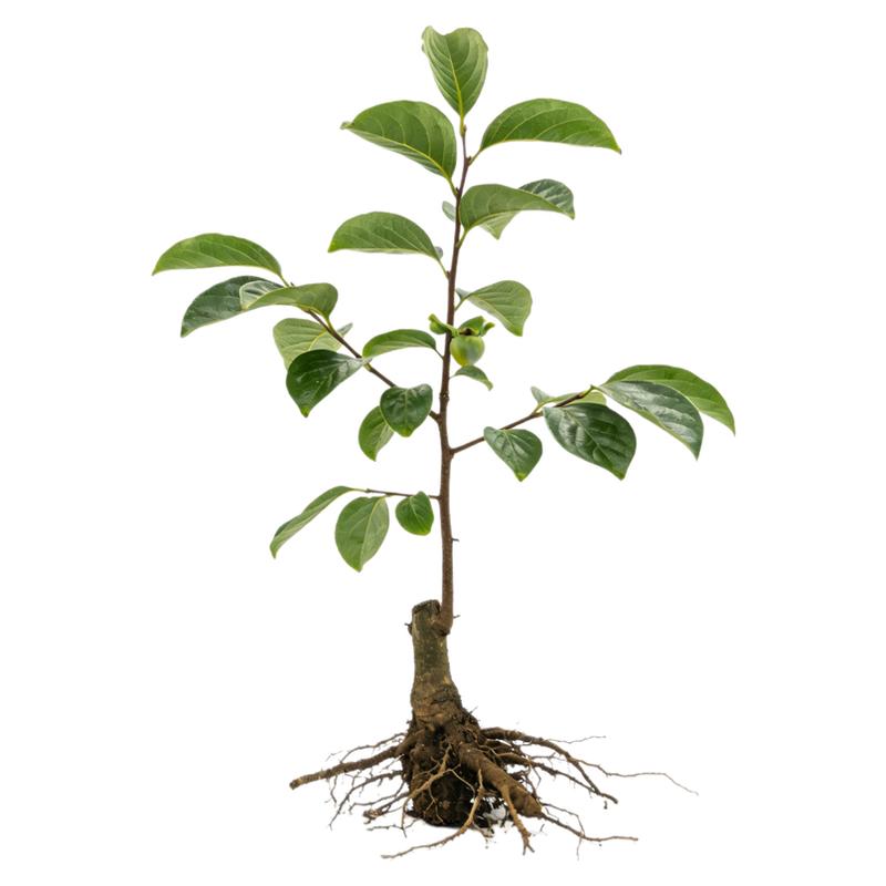 柿子树苗四季种植嫁接矮化大果脆甜无核柿子树苗特大果树苗当年结