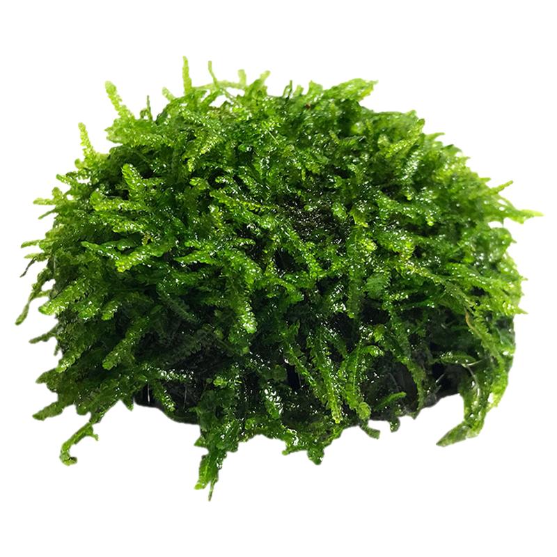 大三角凤尾莫斯半球水草造景懒人装饰鱼缸水族箱沉底阴性前景莫斯