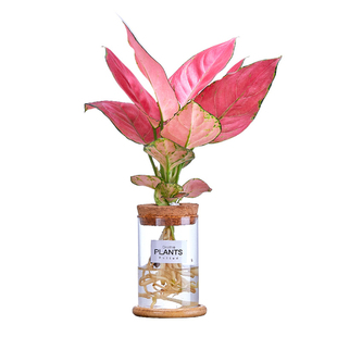 水培植物吉利红水养花卉车载办公室内桌面小绿植好养竹芋文竹盆栽