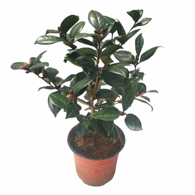 红叶青叶贝拉花色阳台盆栽绿植