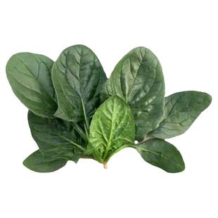 河南现挖蔬菜趴地菠菜新鲜矮脚土菠菜农村露天霜冻打红根新鲜波菜