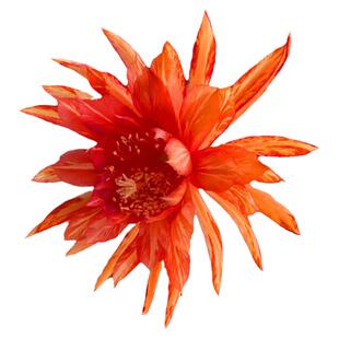 令箭荷花带花苞有根苗嫁接枝条蟹爪兰花苗昙花盆栽花卉阳台植物