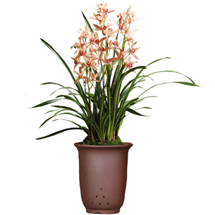 红粉佳人兰花苗盆栽四季兰草名贵浓香型花苞建兰好养室内花卉绿植