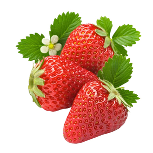 黑珍珠玄玉奶油草莓苗四季结果种植苗带土白食用苗种秧种苗随珠