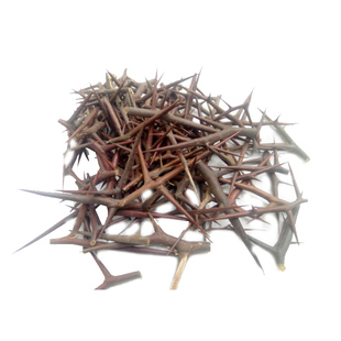 正宗广西天然皂角刺中药材500g天丁皂针皂荚刺皂刺全刺无杆可磨粉