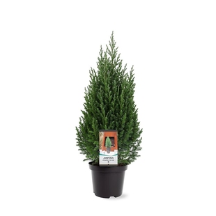 【宙斯花园】直播间一物一拍花园植物针叶树宿根观叶开花庭院阳台