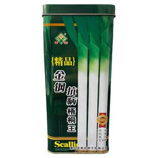 高腿白山东章丘铁杆大梧桐大白葱种子四季葱籽高产葱种蔬菜种高产