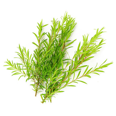 新鲜黄金柳芽 10枝/盒 西餐摆盘装饰花草黄金柳枝黄金柳