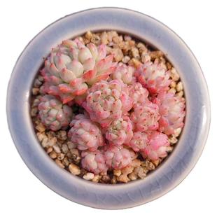 【一物一拍】小粉梅迷你红边易群生多肉植物办公室阳台小盆栽绿植