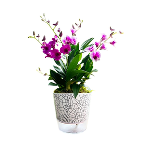 石斛兰花盆栽精品泼墨石斛带花苞室内阳台花卉四季开花不断花期长