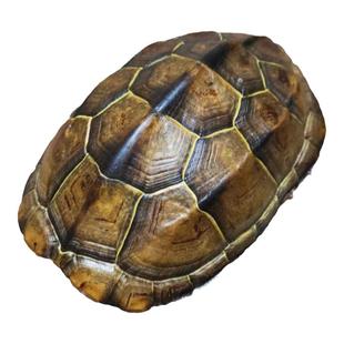 乌龟壳真甲壳天然完整文玩龟甲摇卦起卦富甲把件金线龟壳卜龟壳占