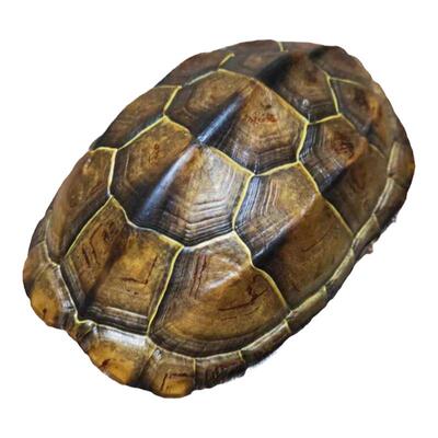 干净完整，不干净包邮退！草龟壳