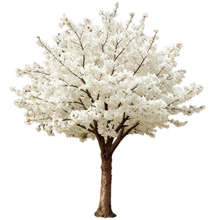 樱花树苗批发庭院大树晚樱冬樱垂枝樱南北方室外绿化工程苗风景树