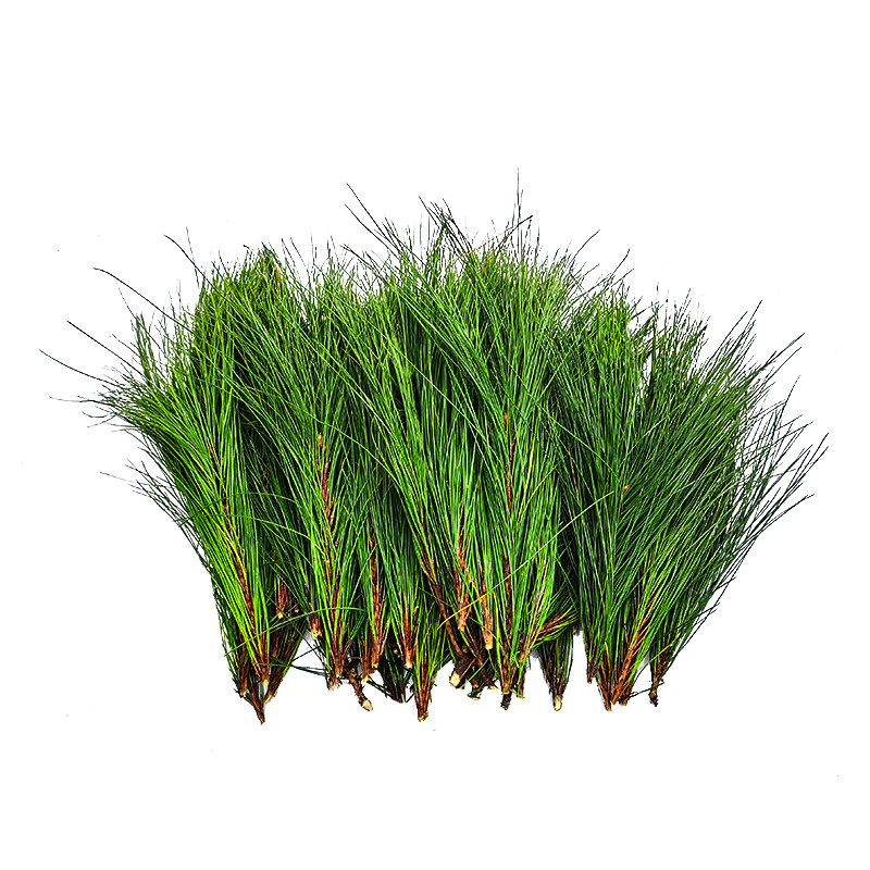 新鲜松枝深山现采泡茶手工挂件