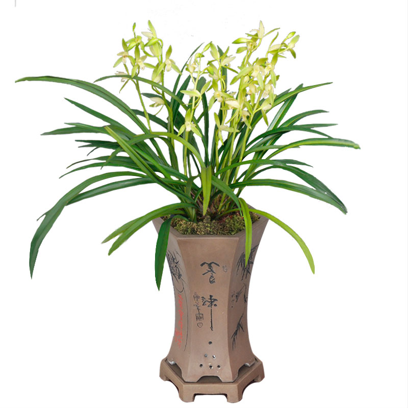 浓香兰花素心建兰金丝马尾爪桃娇国兰四季兰细叶观赏盆栽花卉植物