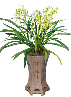 浓香建兰金丝马尾6-10月2-3次花