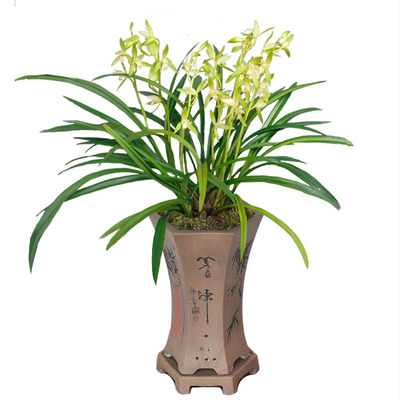 浓香建兰金丝马尾6-10月2-3次花