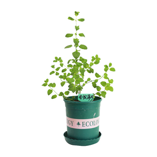 食用香草苗四季盆栽薄荷叶藿香艾草迷迭香百里香九层塔罗勒苗牛排