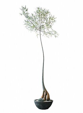 高颜值昆士兰瓶树盆栽侘寂风茶室