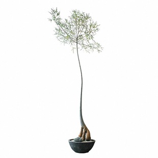 小众绿植盆栽造型昆士兰瓶树室内茶室侘寂风网红植物好养活瓶杆树