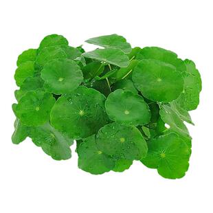 迷你小香菇ADA阴性水草香香草天湖荽丹麦水下叶淡水鱼缸装饰造景
