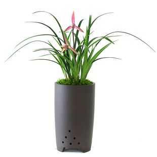 福建南靖兰花苗春丽绿带草植物卉盆景栽土浓香名贵花苞蕙墨剑芳香