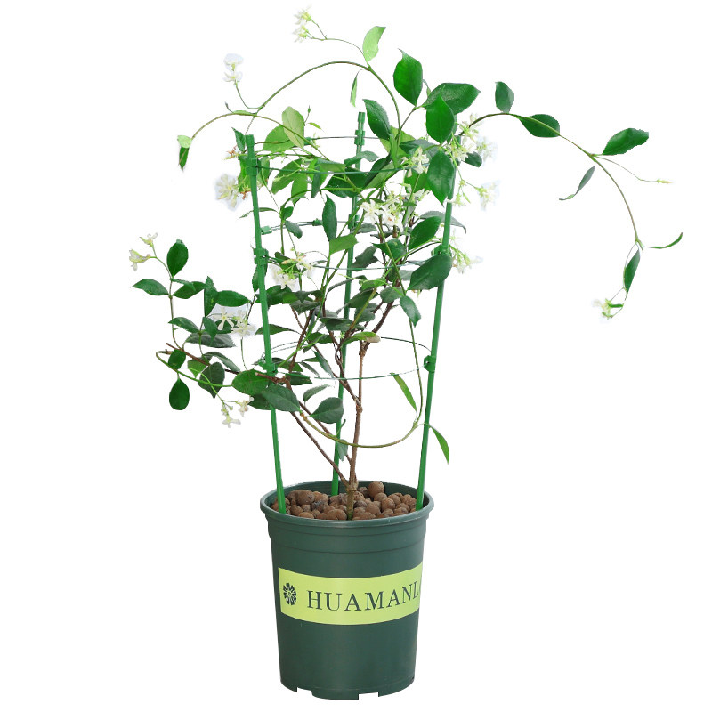 绿植风车茉莉芳香花卉爬藤植物
