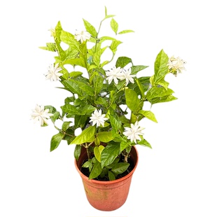 重瓣笔尖茉莉 花期长 浓香型重瓣茉莉花 笔尖茉莉的 稀有品种正宗