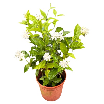 重瓣笔尖茉莉 花期长 浓香型重瓣茉莉花 笔尖茉莉的 稀有品种正宗