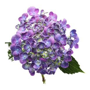 海蒂的花园 爆米花大花绣球阳台庭院好养耐寒木本花卉植物盆栽苗